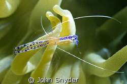 Pederson Shrimp - Nikon D70 SLR 60mm by John Snyder 